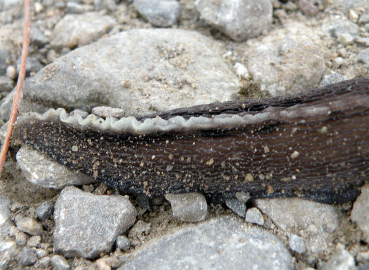 Limax aldrovandi Moquin-Tandon 1855 dall''Appennino Reggiano